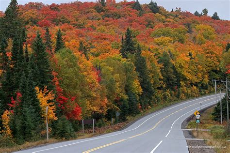 Fall Colour Report | Algonquin Provincial Park | The Friends of ...