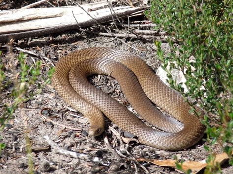 Os animais mais perigosos da Austrália - Tagarela