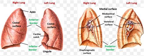 Muscle Lingula Of Left Lung Surface Anatomy, PNG, 1500x594px ...