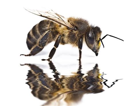 Parasites spark swarm of zombie bees • The Register