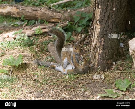 Grey squirrels fighting hi-res stock photography and images - Alamy