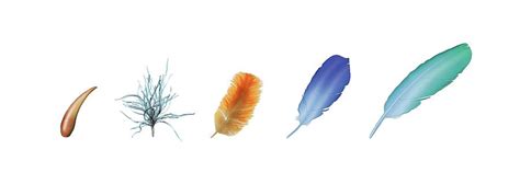 Evolution Of Feathers Photograph by Mikkel Juul Jensen - Pixels