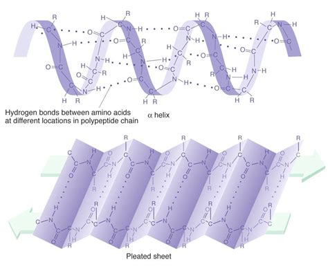 College. Science. Life: Essential Cell Biology 3rd: Ch 4 Protein Structure and Function