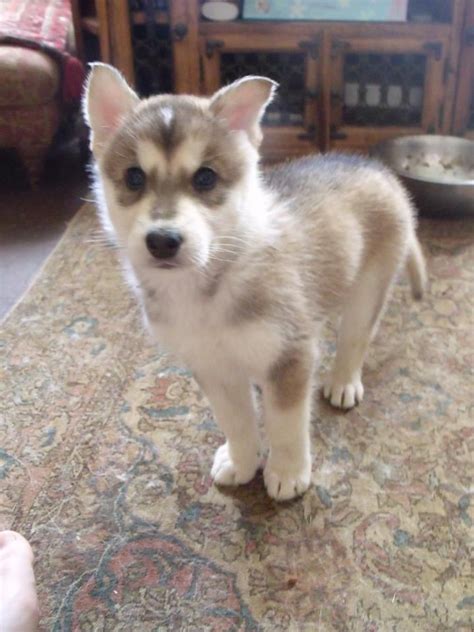 Northern Inuit Dog Info, Temperament, Puppies, Pictures