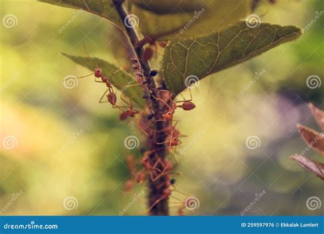 The Swarm Ants are Looking for Food Stock Photo - Image of ants, food: 259597976