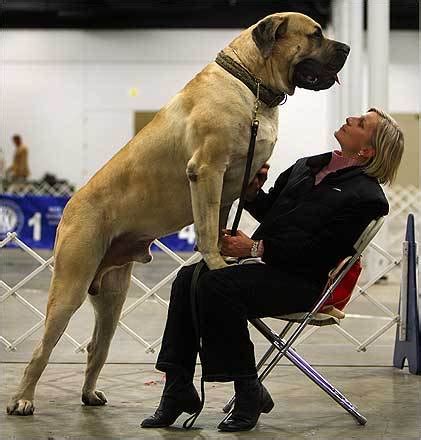 Fantastica Animal: English Mastiff The Giant Dogs