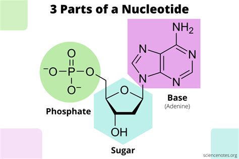 What Are the Three Parts of a Nucleotide?