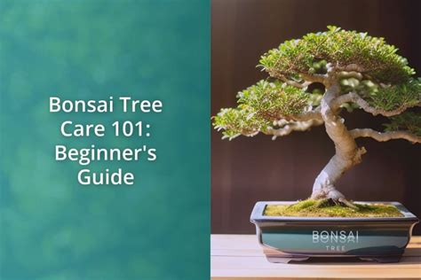 Bonsai Tree Care 101: Beginner's Guide - Bonsai Bonsai Tree