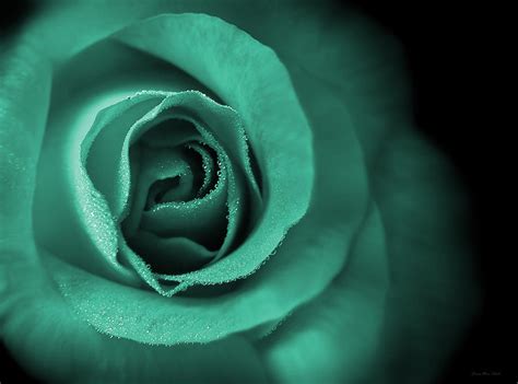 Love's Eternal Teal Green Rose Photograph by Jennie Marie Schell