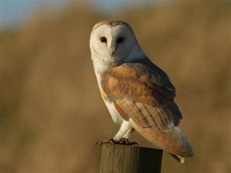 How Big Are Barn Owls? (Wingspan + Size) | Birdfact