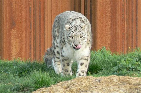 The ghosts of the Himalayas - Snow leopard - ZooChat