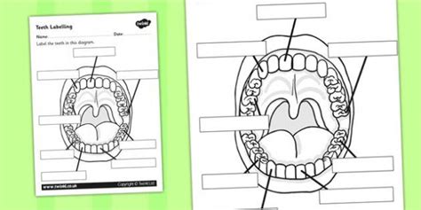 Teeth Labelling Worksheet | Teeth diagram, Teeth, Preschool learning ...