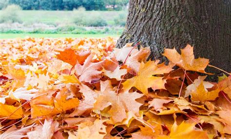 Scattered Leaves stock photo. Image of russet, autumn - 60934406