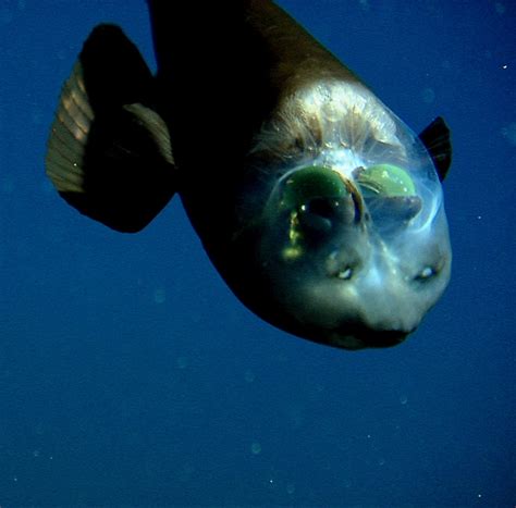 Barreleye fish | MBARI