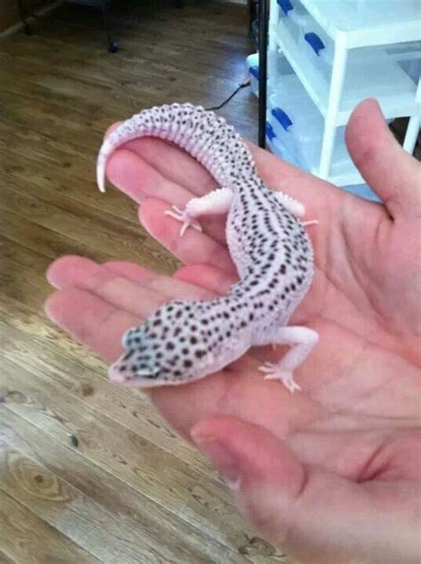 I believe this is the Mack snow Leopard Gecko morph. Ughhh so ...