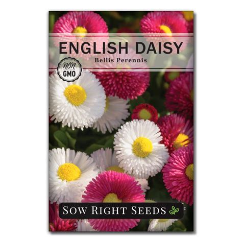 English Daisy Seeds | Perennial Wildflower Seeds for Planting – Sow ...