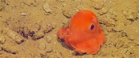 Underwater Trench Animals