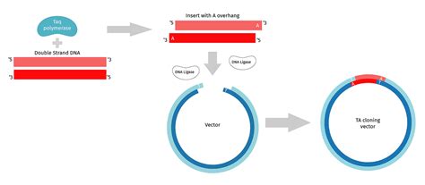 Cloning PCR Products - Snapgene