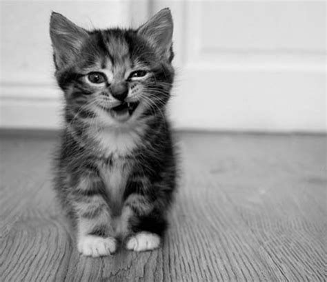 30 Beautiful and Cute Smiling Cat Pictures - Tail and Fur