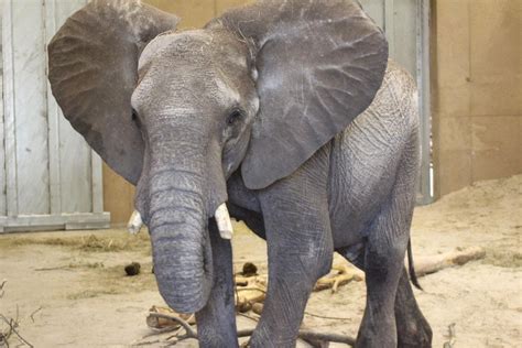 Omaha zoo elephants now have names, and one of them is Warren | Henry ...