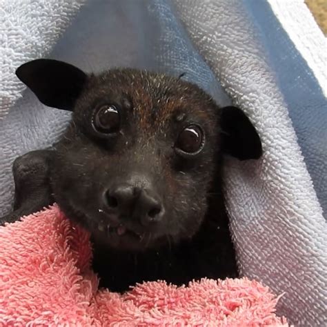 Video Rescued bat munching on bananas makes us realize that bats are actually sort of cute - ABC ...