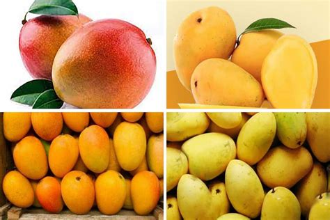 Types Of Mangoes In India: 15 Famous Mango Varieties In, 46% OFF