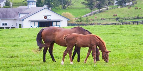 Farm & Pasture Land Homes