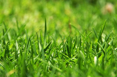 Long Green Grass Free Stock Photo - Public Domain Pictures