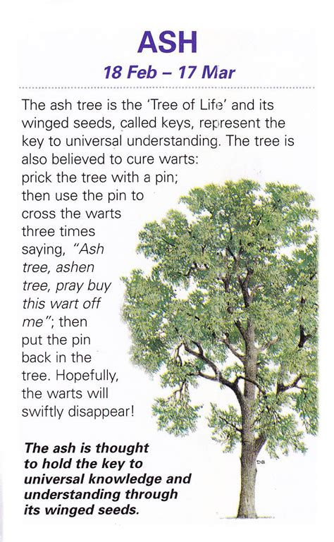 Sacred celtic trees Ash Celtic Tree Astrology, Celtic Zodiac, Ash Tree ...