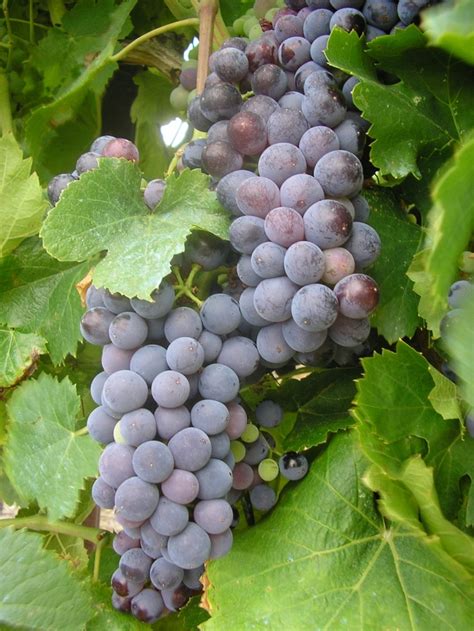 Vitis Labrusca 'Concord' | Concord Grape | Pots and Plants on the Pike