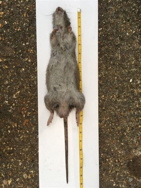 UK's 'biggest ever rat' has just been caught in someone's garden ...