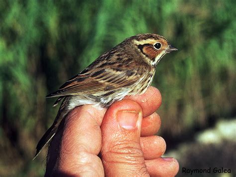 Birdwatching in Malta - Little Bunting