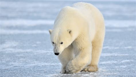 Plants & Animals of the Canadian Wilderness | Sciencing