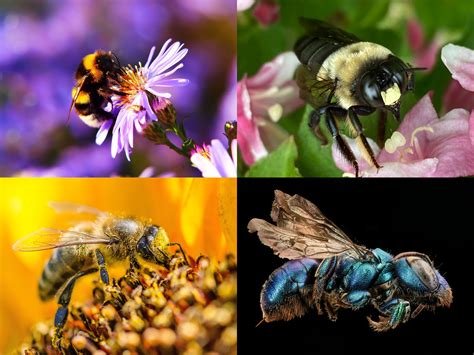 Study Finds Decline of Bees & Other Pollinators a Threat to Crop Yields | IFOAM - Organics ...