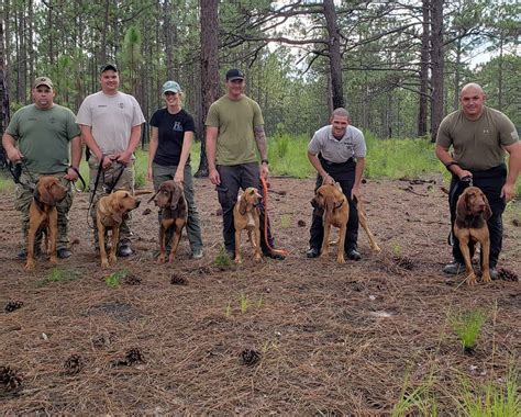 Why Bloodhounds Are The Ultimate Trailing Dogs | Tactical Police K9 ...