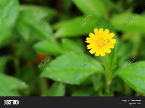 Singapore Daisy Flower Image & Photo (Free Trial) | Bigstock