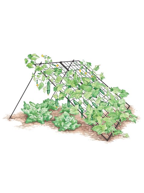 Cucumber Trellis - Large | Powder Coated Steel | Gardener's Supply