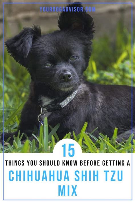 15 Things You Should Know Before Getting A Chihuahua Shih Tzu Mix | Your Dog Advisor