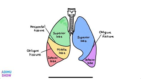 Lung Lobes Diagram