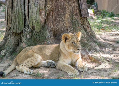 Lion Cub Laying Down in the Grass Stock Photo - Image of serengeti, feline: 87479880