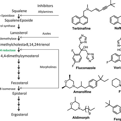 (PDF) Silicon Incorporated Morpholine Antifungals: Design, Synthesis ...