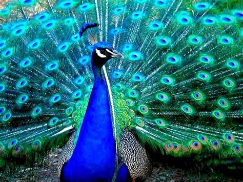 The Incredible Colors of the Peacock