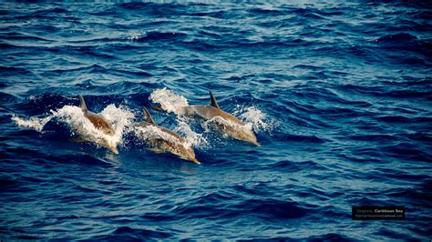 Caribbean Wallpaper Wednesday: Dolphins Swimming in the Sea | Caribbean