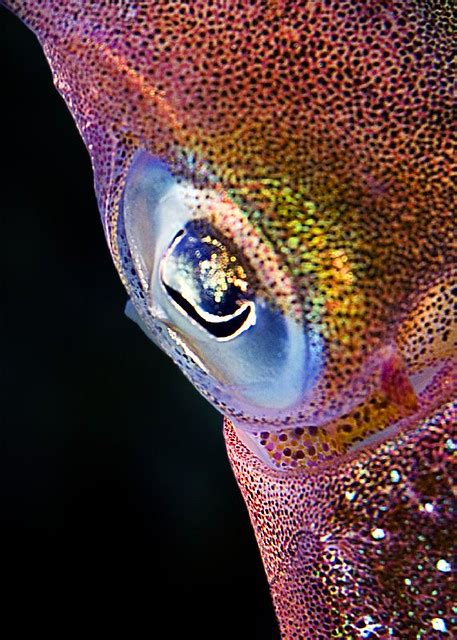 Caribbean Reef Squid, eye [CCV 2006, 116-53] - a photo on Flickriver