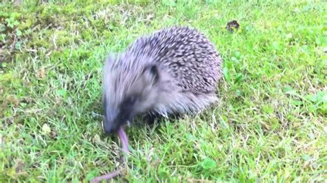 Young hedgehog eats worm - YouTube