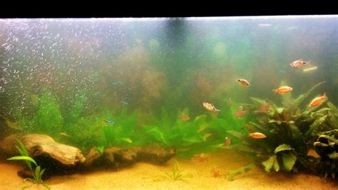 What Causes A Cloudy Fish Tank. Some Useful Information