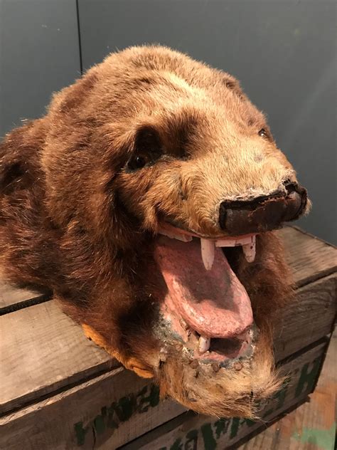 An early Victorian taxidermy brown bear head - Belle and Beast Emporium