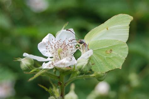 Brimstone by LaraBubblegirl on DeviantArt