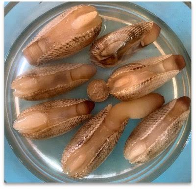 Aquaculture Potential of the Angelwing Clam: The Gulf Geoduck? - Florida Shellfish Aquaculture ...