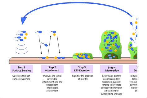 | Overview of the biofilm formation process. (1) Surface sensing... | Download Scientific Diagram